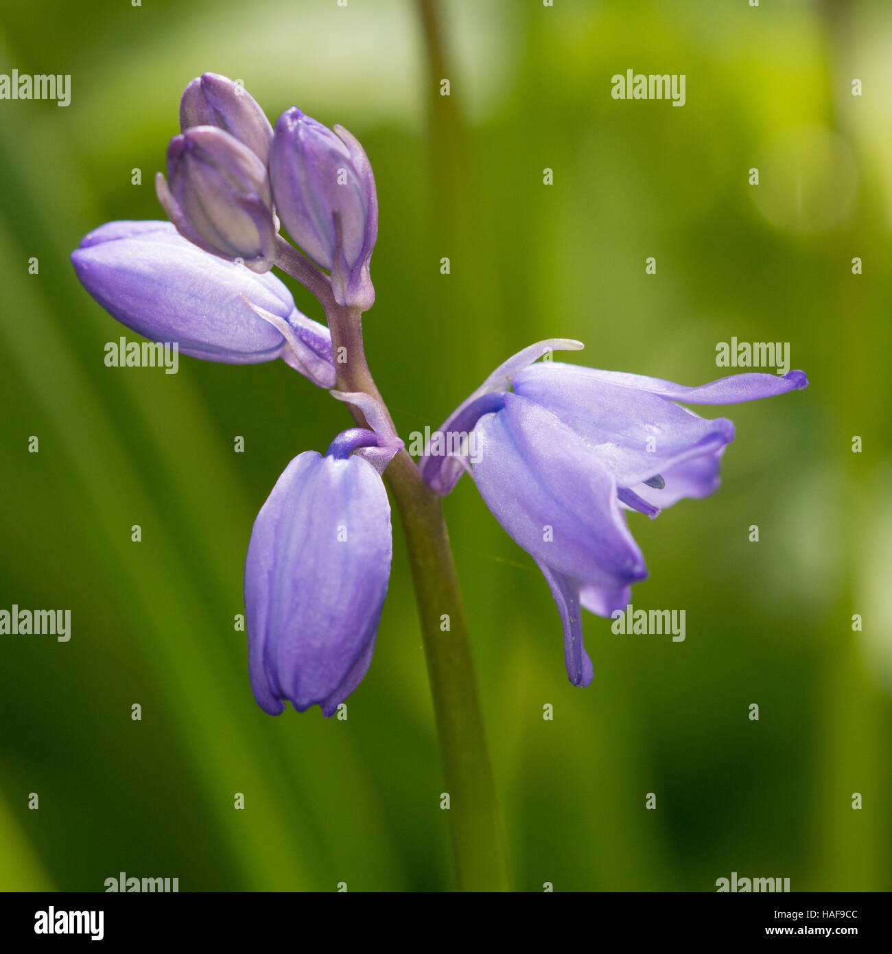 Bluebell común (Hyacinthoides non-scripta) flores. Foto de stock