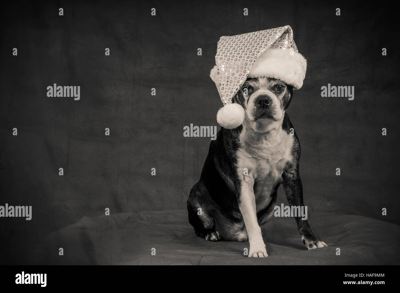 Boston Terrier perro con disfraz delante del telón de fondo gris Fotografía  de stock - Alamy