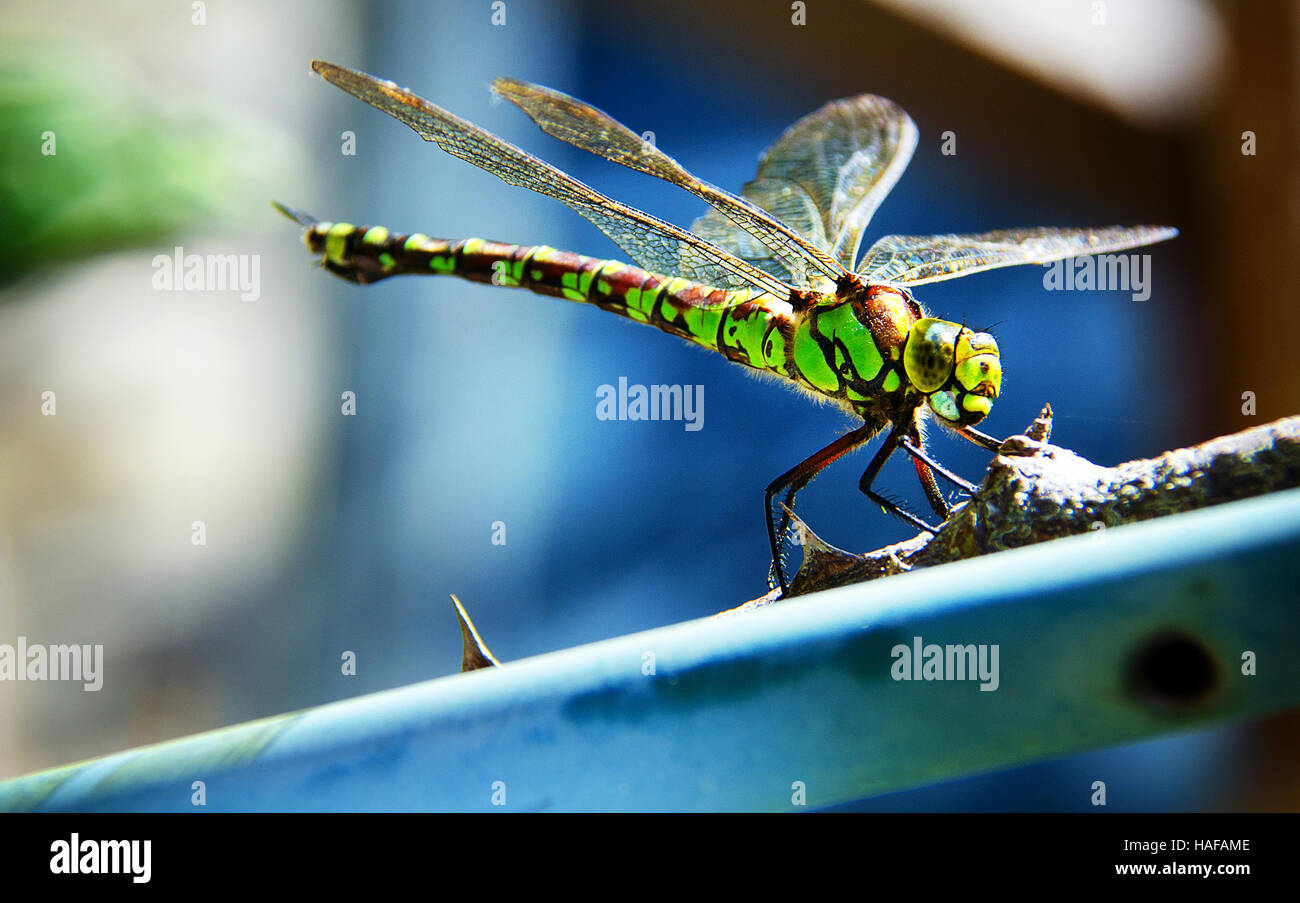 Macro brillante cerca de una libélula verde contra un fondo azul. Fotografiado en mi jardín, descansando sobre una rama de rosas. Foto de stock