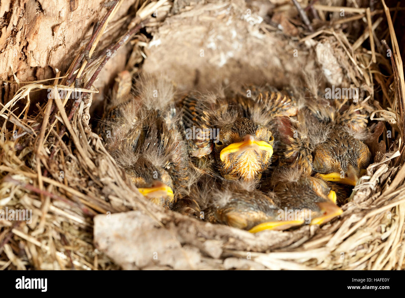 Joven mirlo (Turdus merula) anida en nido Foto de stock