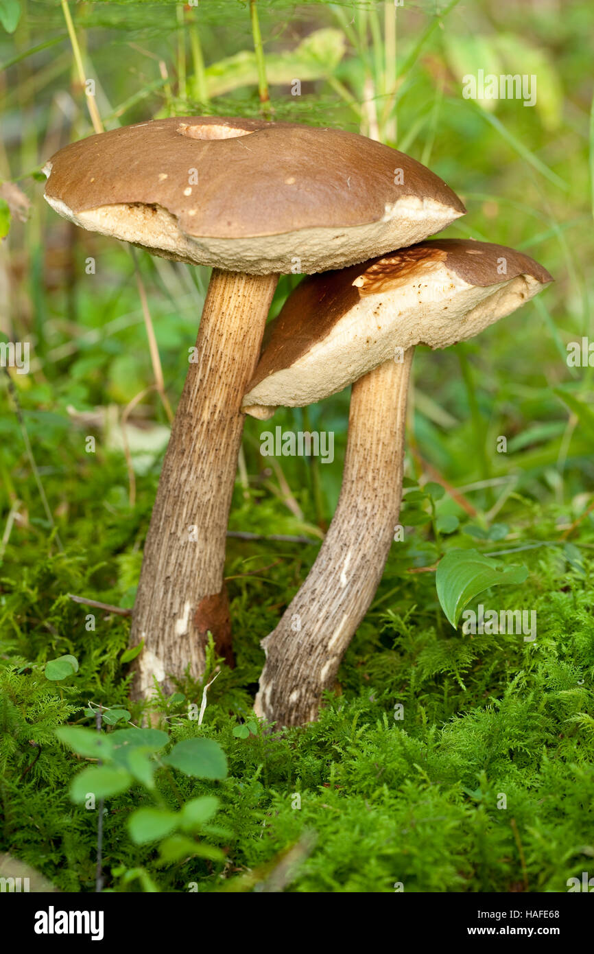Dos de los hongos comestibles (Leccinum scabrum) en bosques Foto de stock