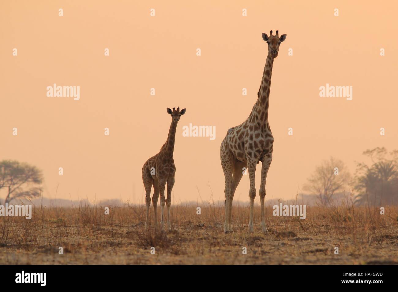 Jirafa - fauna africana de Fondo - Sunset Bliss de bebé Animales y mamás en el salvaje Foto de stock
