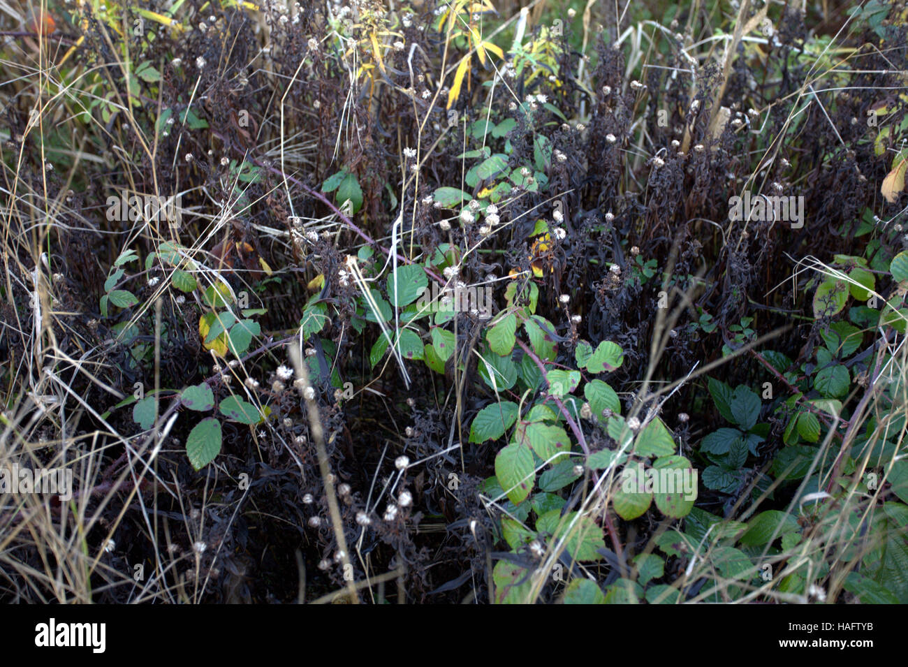 Prado de flores silvestres escocés hierbas y malezas de fondo Foto de stock