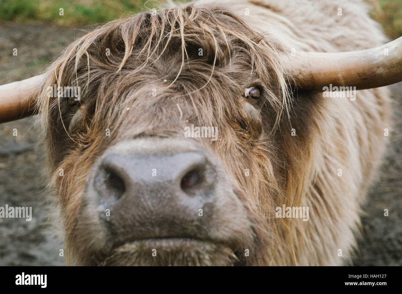 El Animal Foto de stock