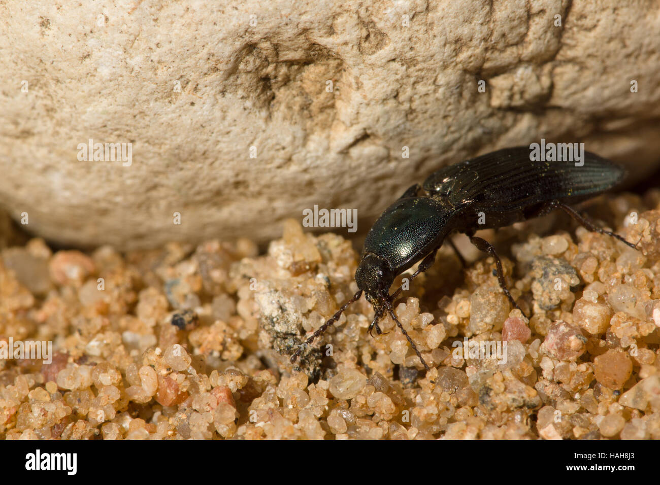 Gran escarabajo negro con un bigote arrastrándose sobre rocas y arena. Foto de stock
