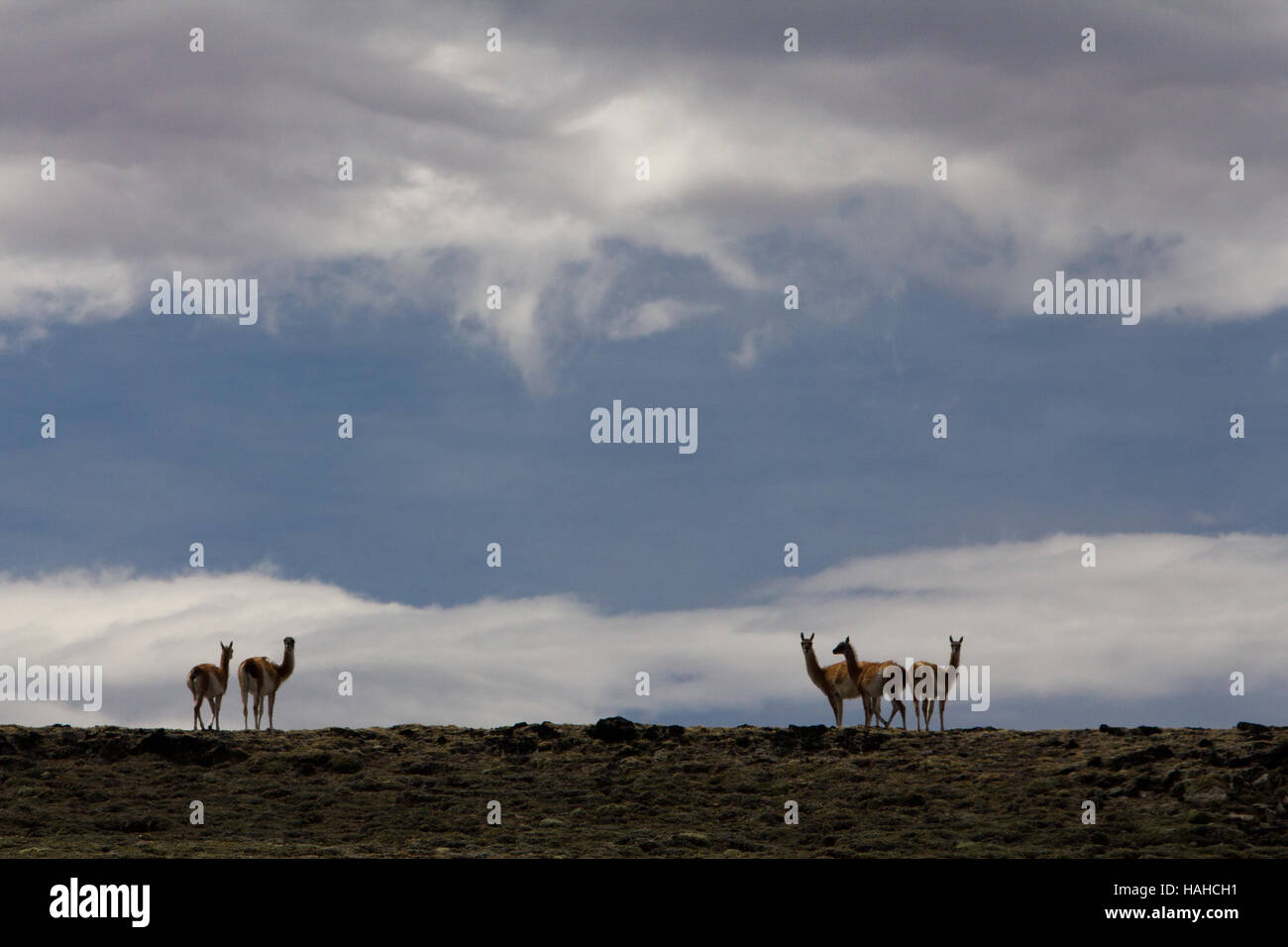 Guanacos siluetas contra las nubes y el cielo de Siberia en el altiplano de la región de la Patagonia Argentina Foto de stock