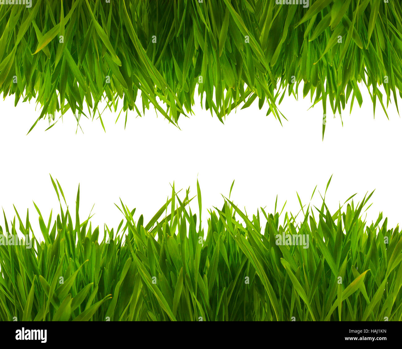 Primavera fresca hierba verde aislado sobre fondo blanco. Foto de stock