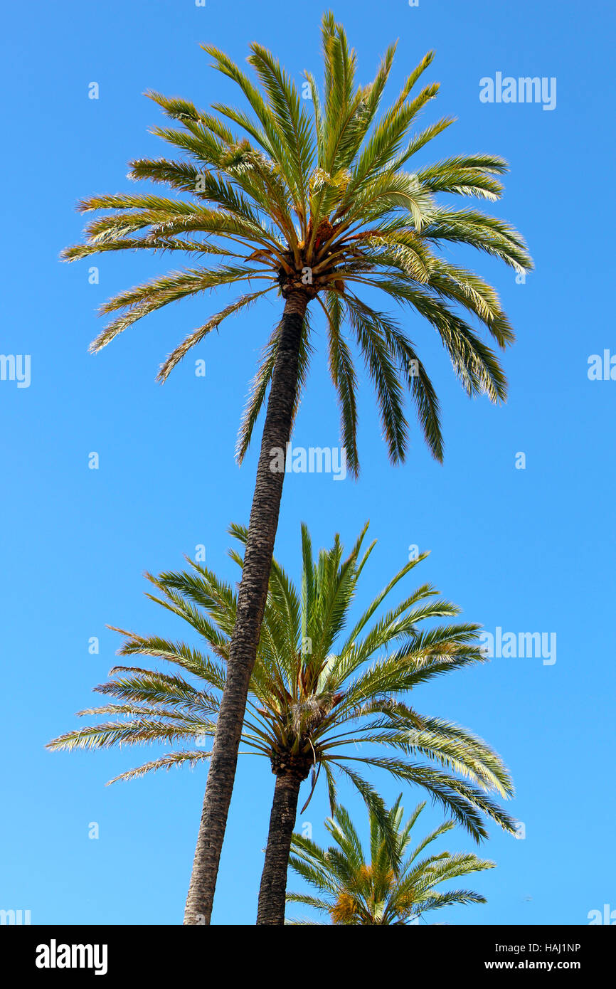 Tres palmeras contra el cielo azul claro Foto de stock