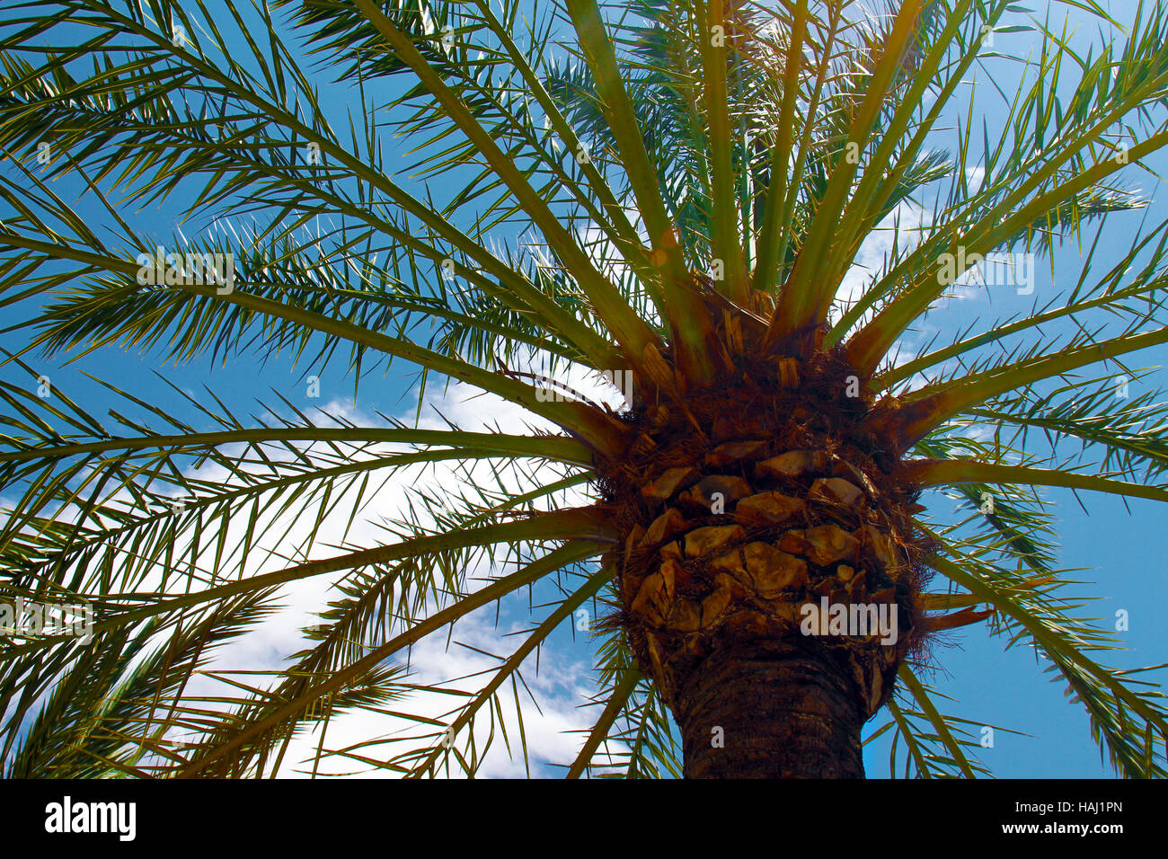 Vista de cerca del árbol de palma contra el cielo azul Foto de stock