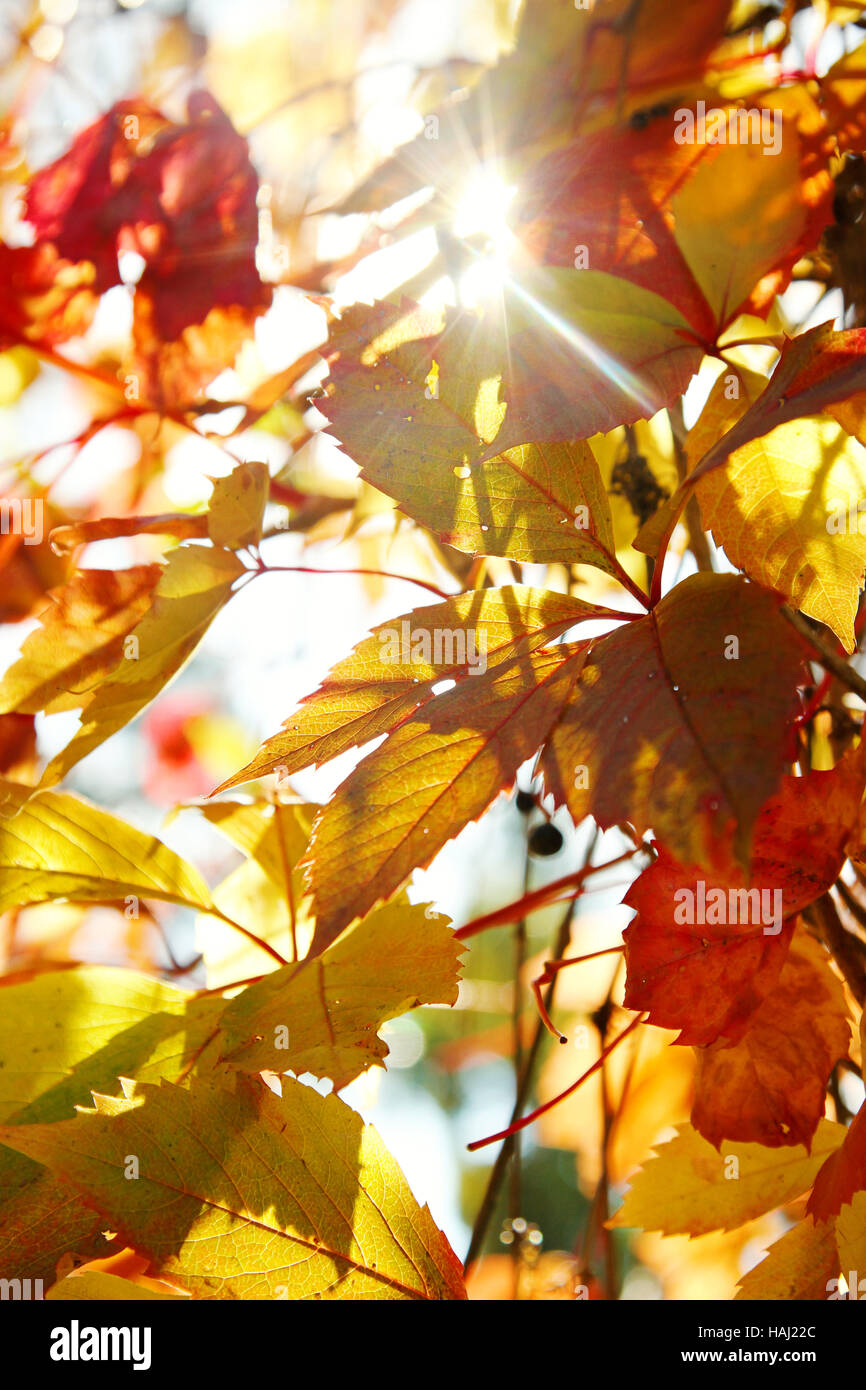 Hoja de otoño colorido Foto de stock