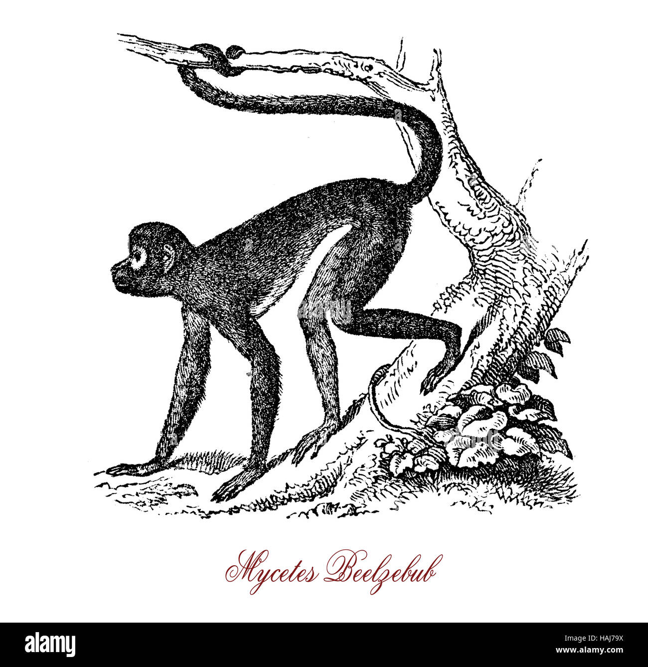 Predicador mono o Micetos Belcebú es nativa de Africa, chats y aullidos en imitación de los púlpitos con una voz resonante como un tambor Foto de stock