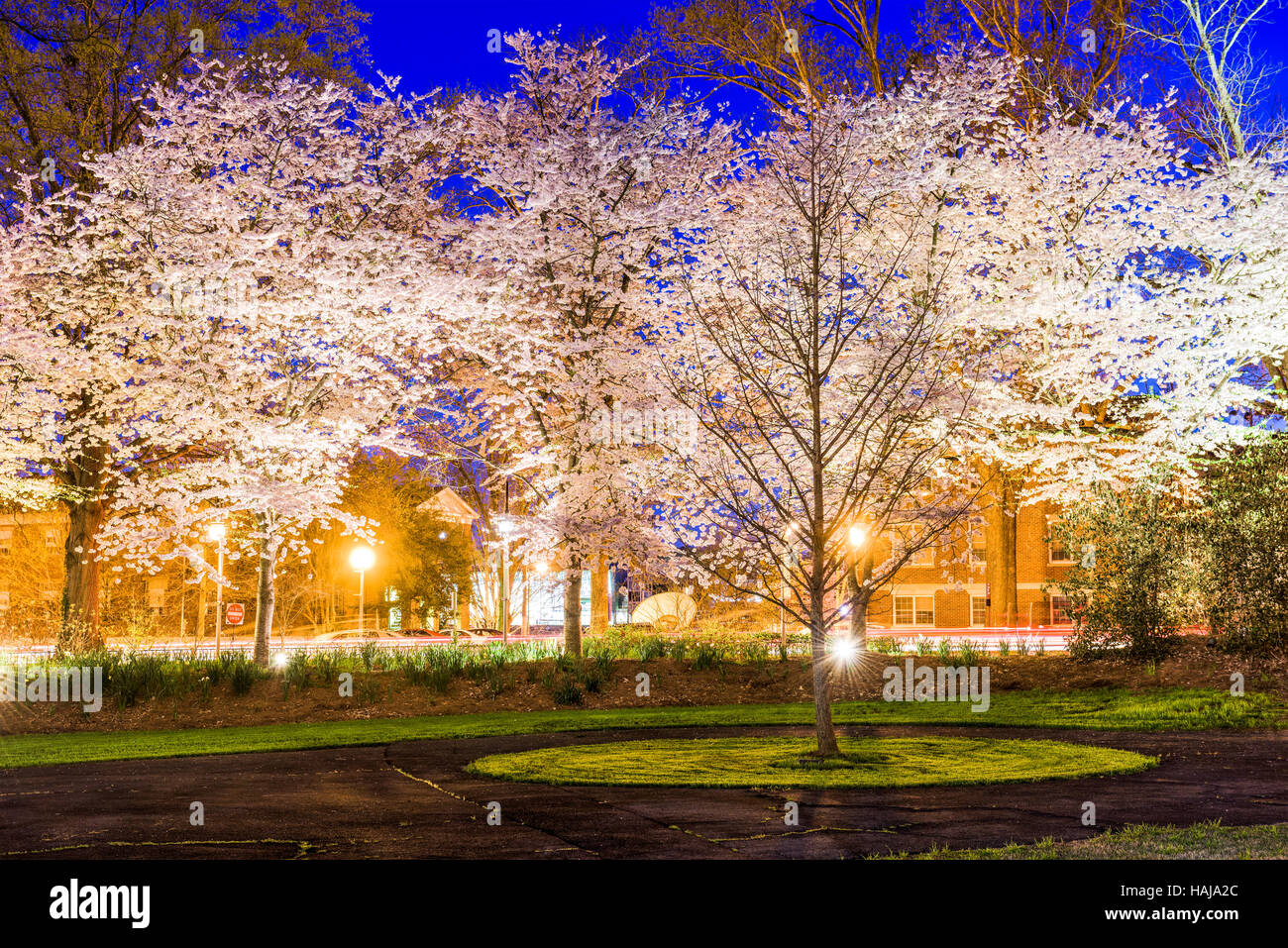 Primavera de los cerezos en flor follaje durante la noche en Atenas, GA, EE.UU. Foto de stock