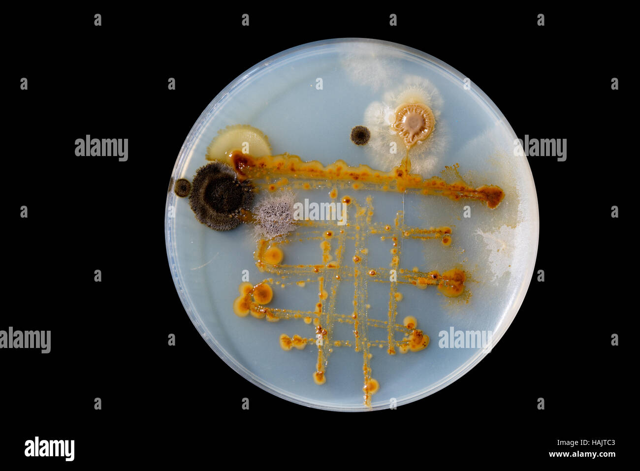 La investigación diversos microorganismos / microflora en placas petri Foto de stock
