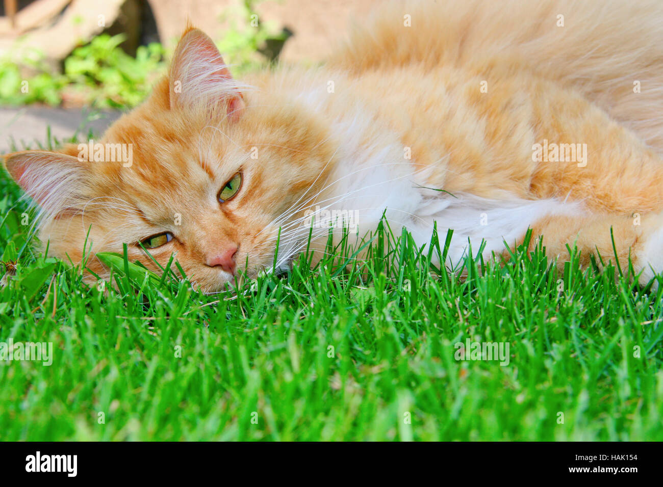 Orange perezoso gato durmiendo en el pasto verde Foto de stock