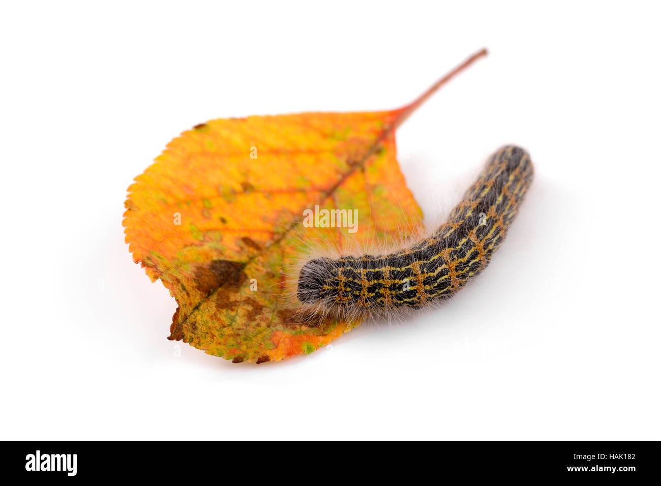 Caterpillar peludo gusano sobre una hoja. aislado en blanco Foto de stock