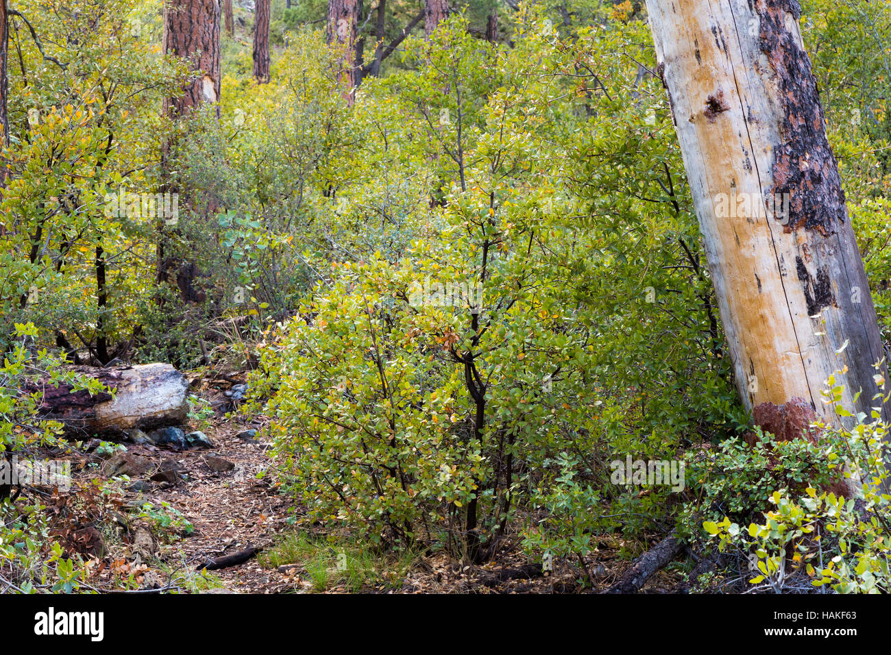 Bosque de pino encino fotografías e imágenes de alta resolución Alamy Bosque de pino encino fotografías e imágenes de alta resolución Alamy