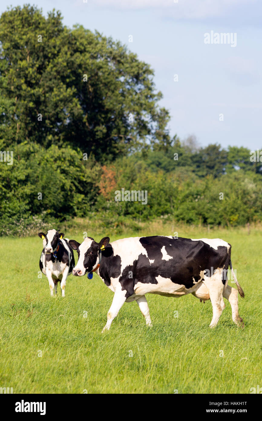 Blanco y negro frisón Holstein vacas que pastan en una pastura Foto de stock