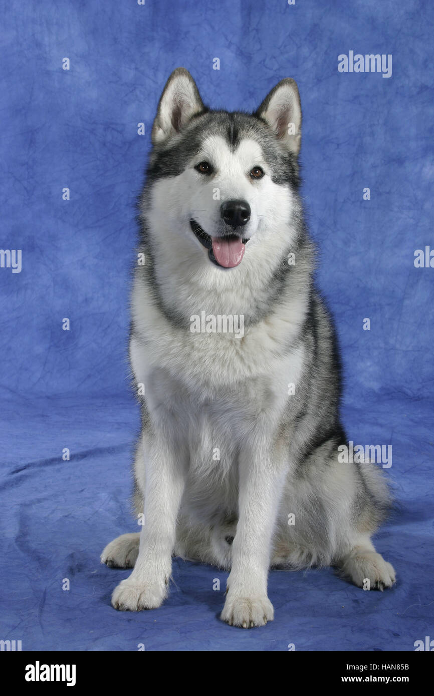 puede un malamute de alaska vivir en groenlandia