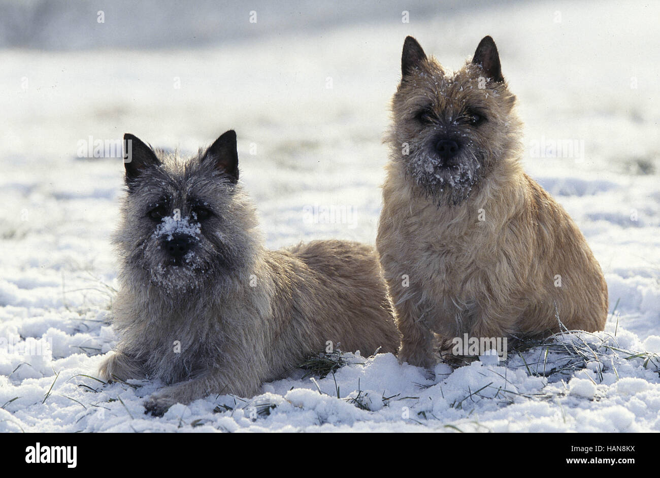 Cairn Terrier Foto de stock