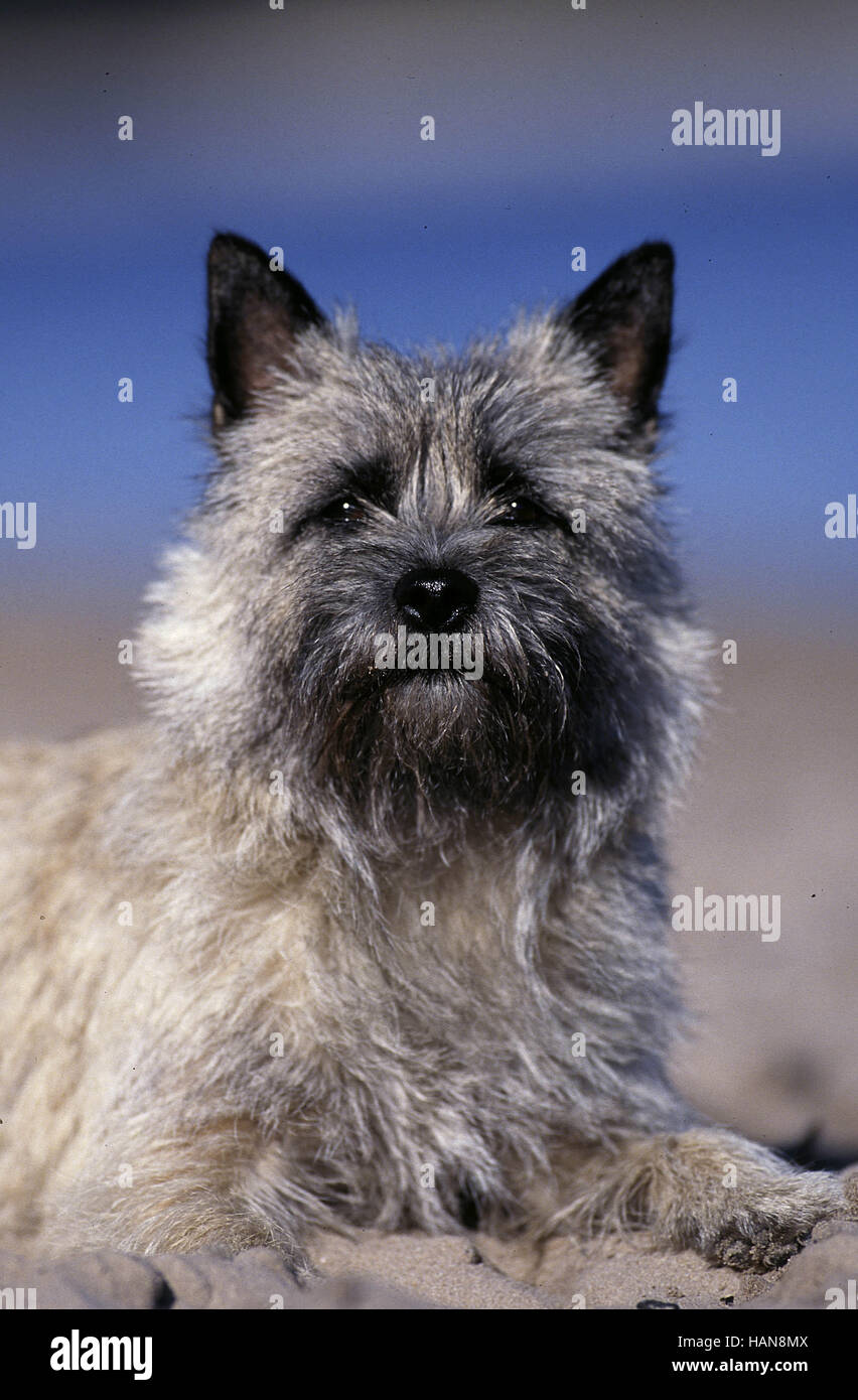Cairn Terrier Foto de stock