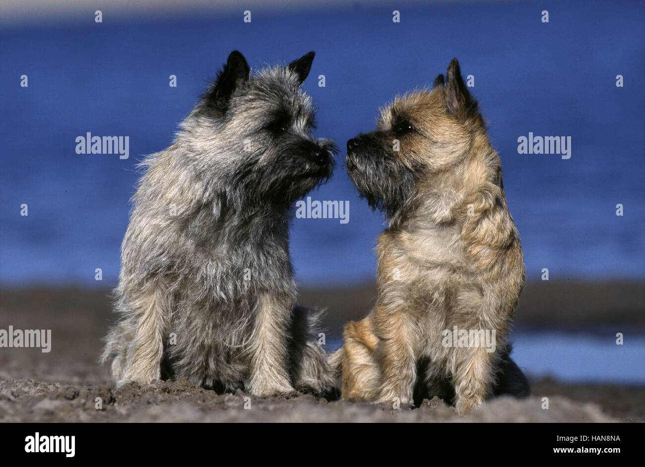 Cairn Terrier Foto de stock