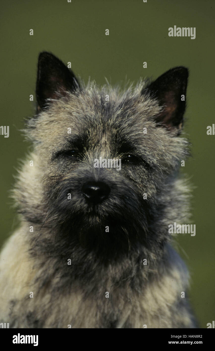Cairn Terrier Foto de stock