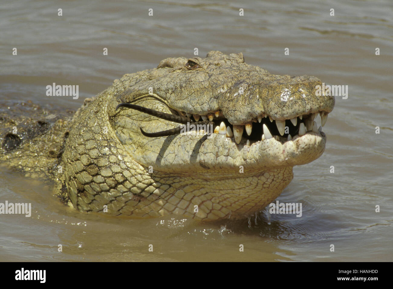 Cocodrilo, Krokodil Foto de stock