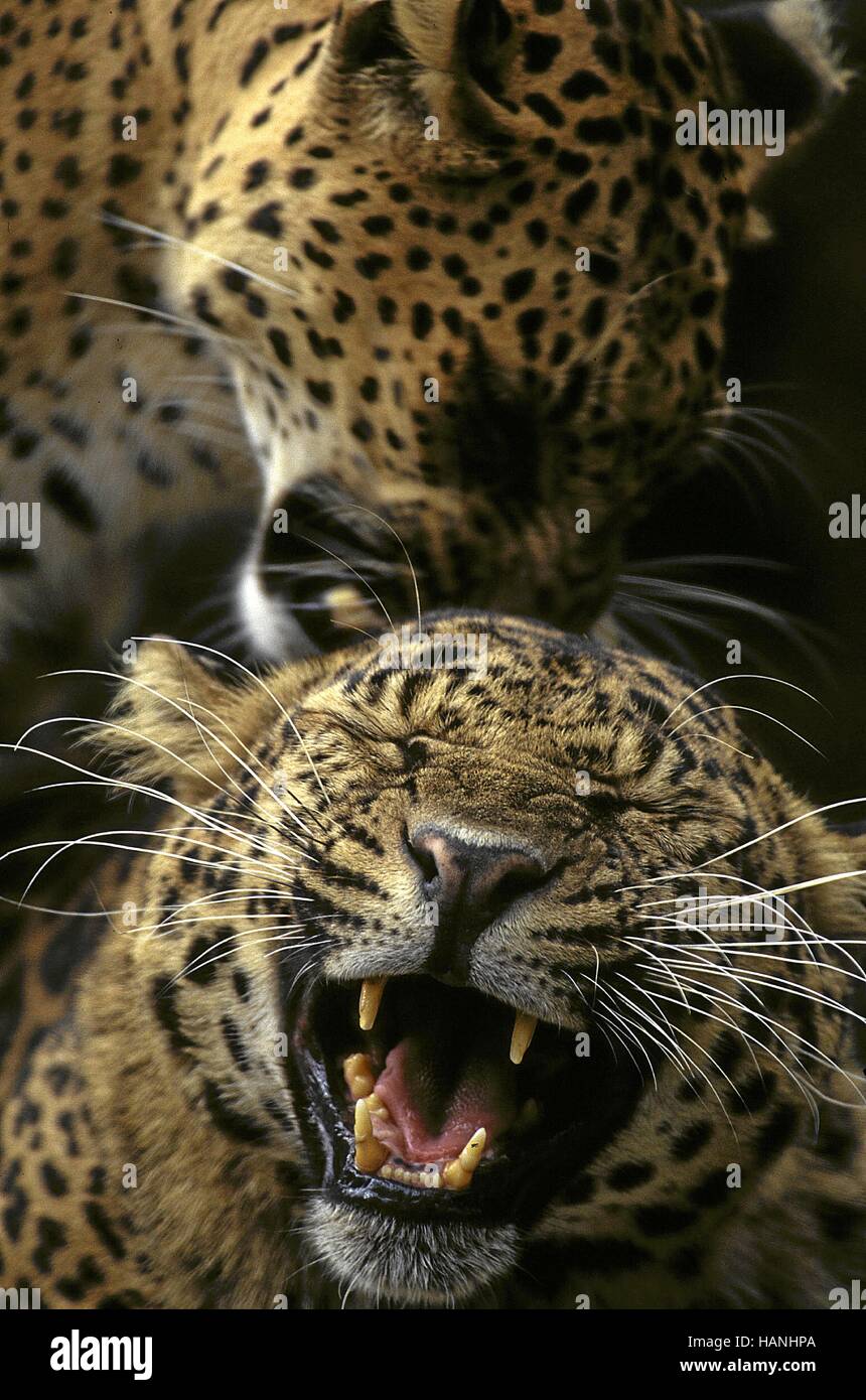 El leopardo y la mujer ▷ Atención y percepción GRATIS