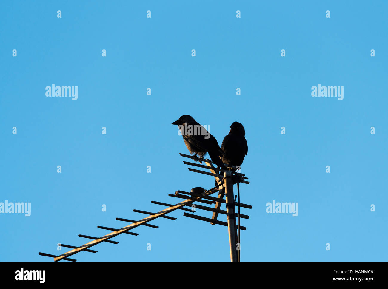 Dos cuervos de carroña en antena de televisión en la puesta del sol Foto de stock