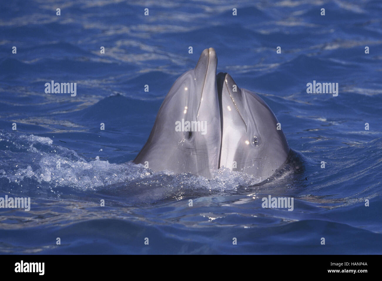 Delfín Mular Foto de stock