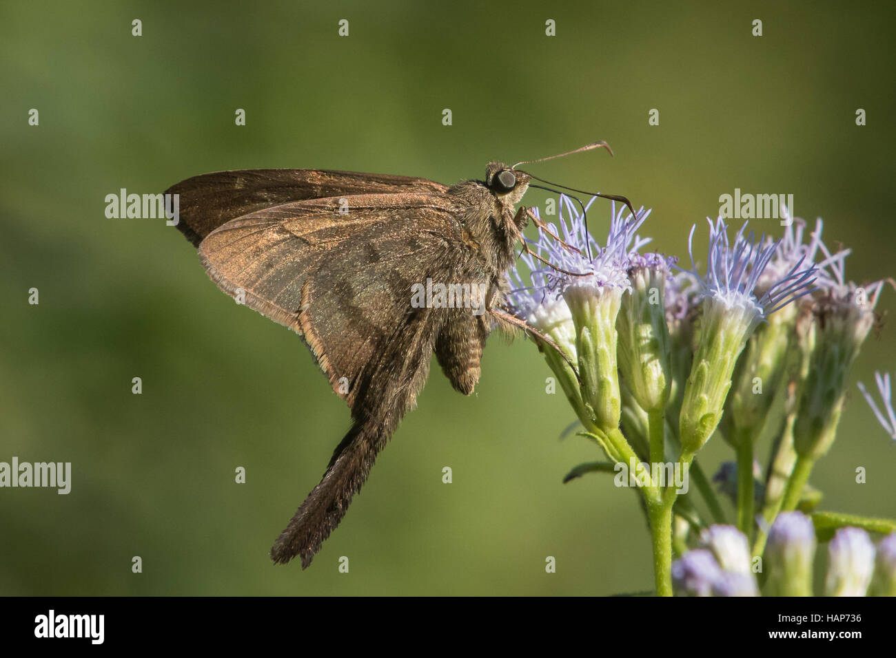 Brown, Urbanus procne "longtail" Foto de stock