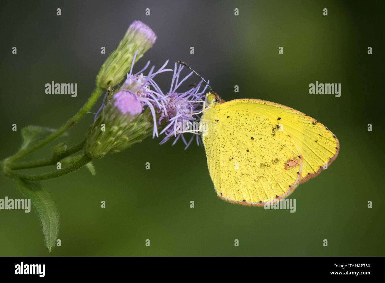 Poco amarillo, Pyrisitia lisa Foto de stock