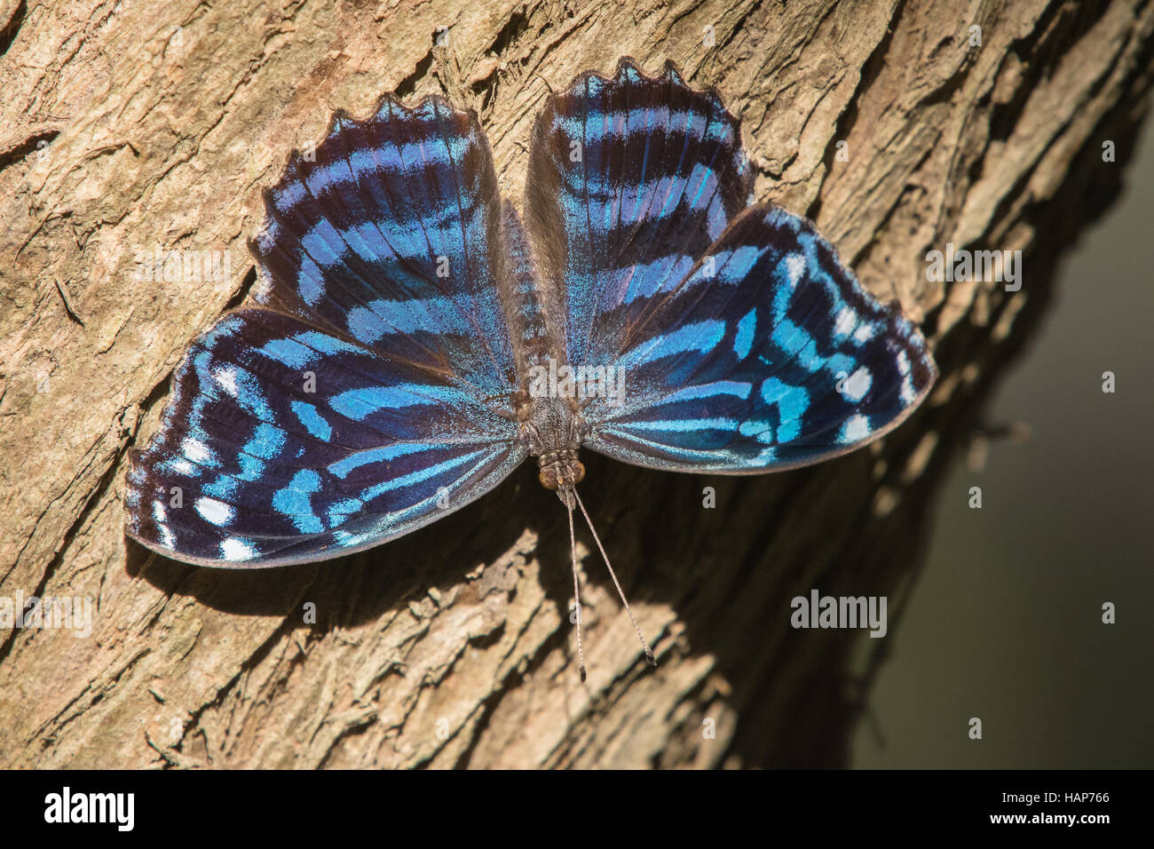 Mexicanos, Myscelia ethusa Bluewing Foto de stock