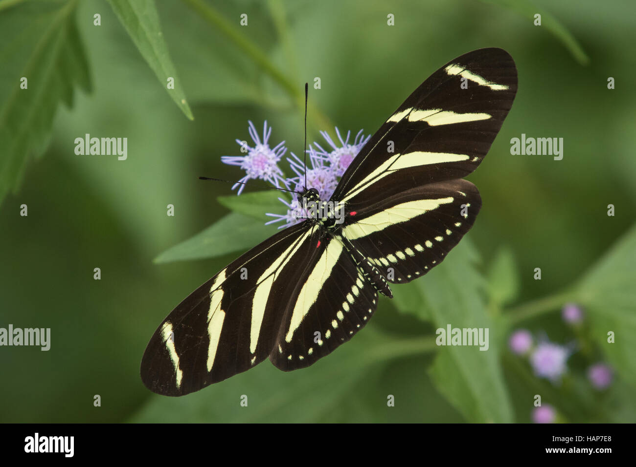 Un perfecto Zebra Longwing butterfly se yergue sobre un fondo azul Mistflower y toma un sorbo de néctar. Foto de stock