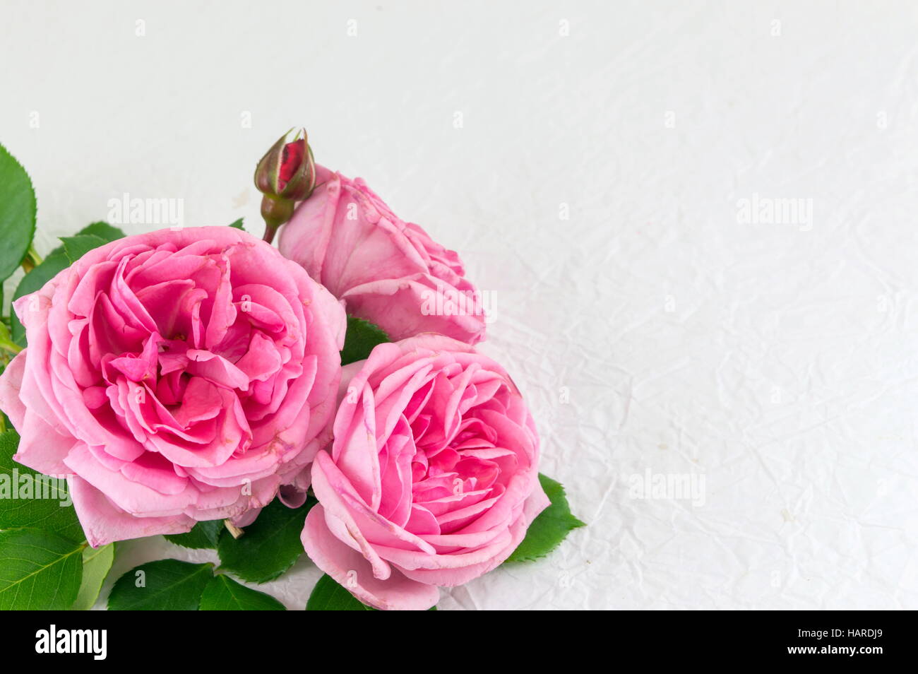 Tres rosas rosas sobre fondo blanco. Foto de stock
