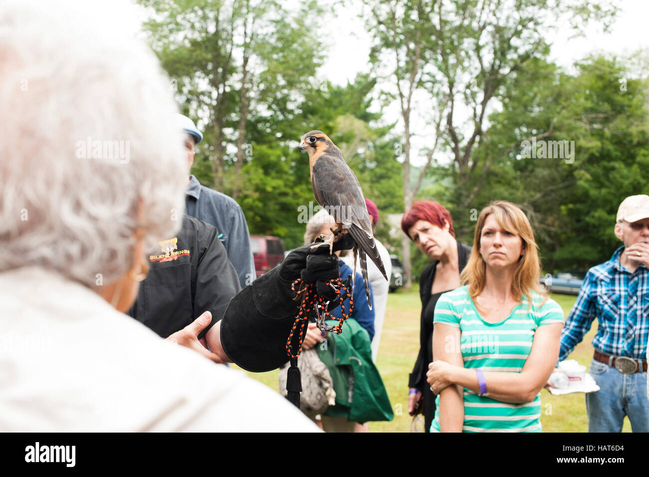 Falcon depredador austerlitz fotografías e imágenes de alta resolución