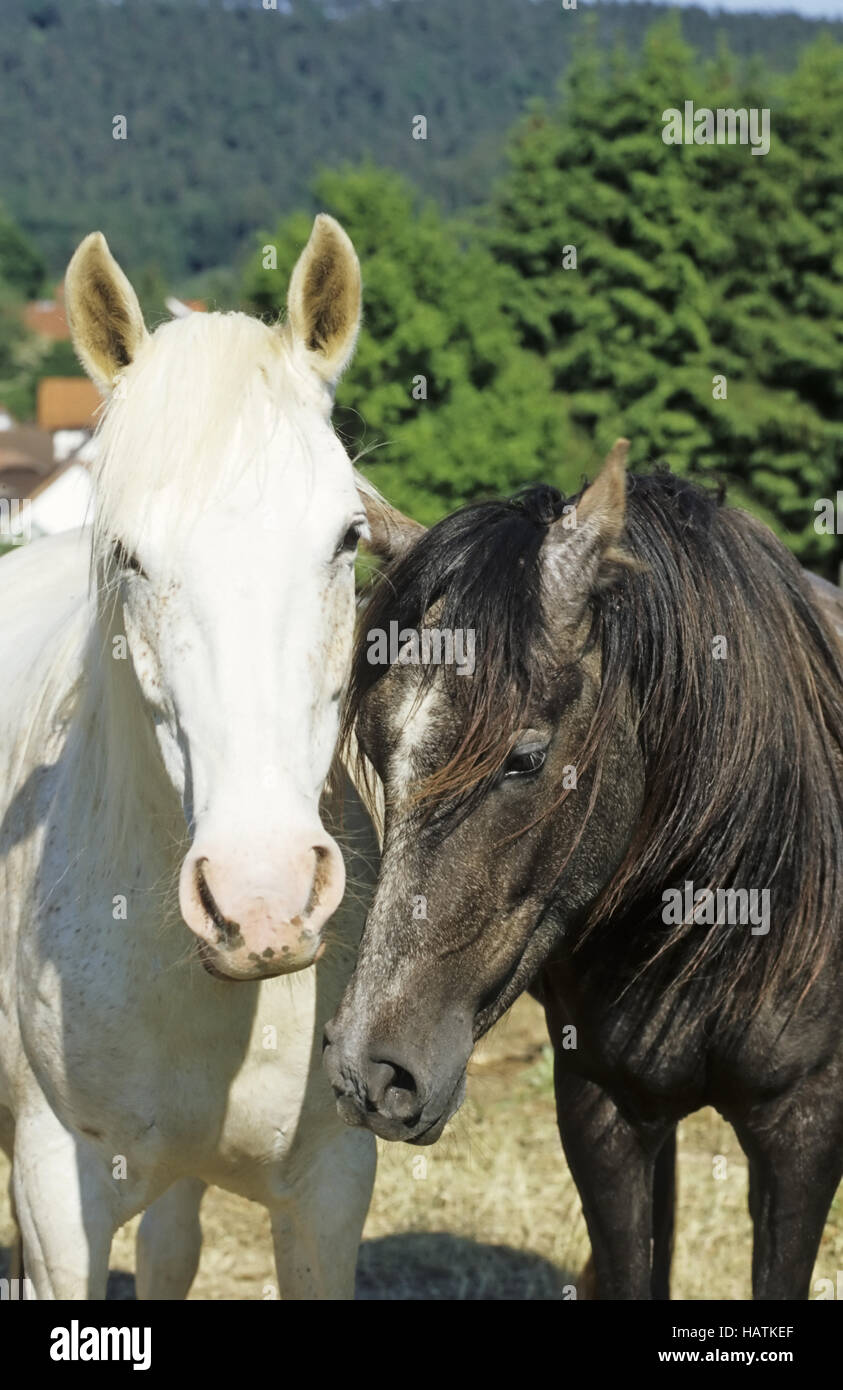 Araber-Berber, Arabian bereberes, Pferd, caballo Foto de stock