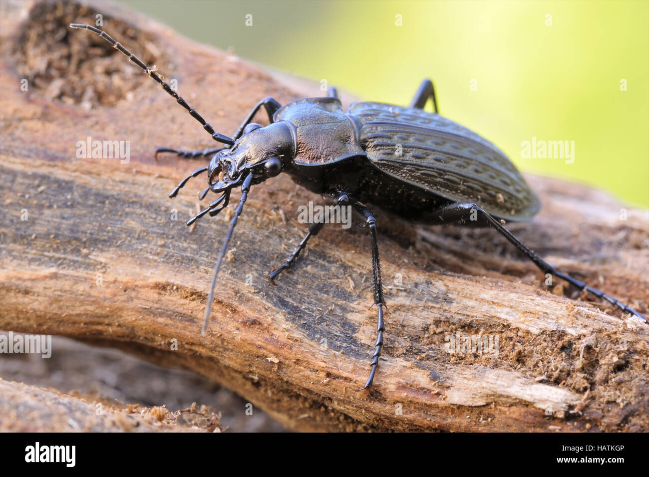 Gekörnter Laufkäfer (escarabajo granulatus).jpg Foto de stock