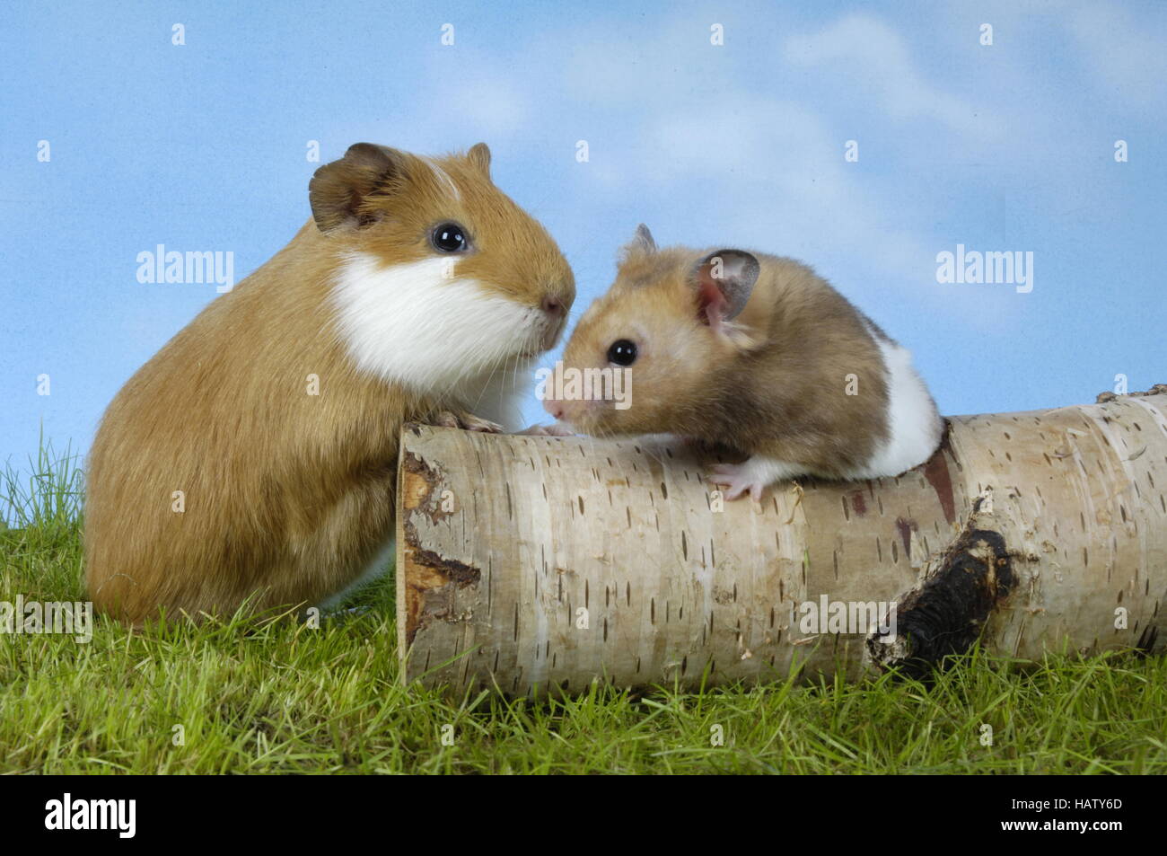 Cuy y hámster dorado Fotografía de stock Alamy