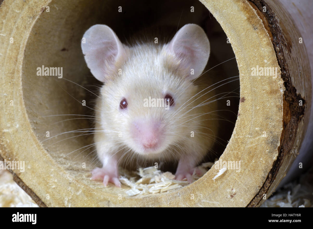 Farbmaus, Mus musculus, ratón de laboratorio Foto de stock