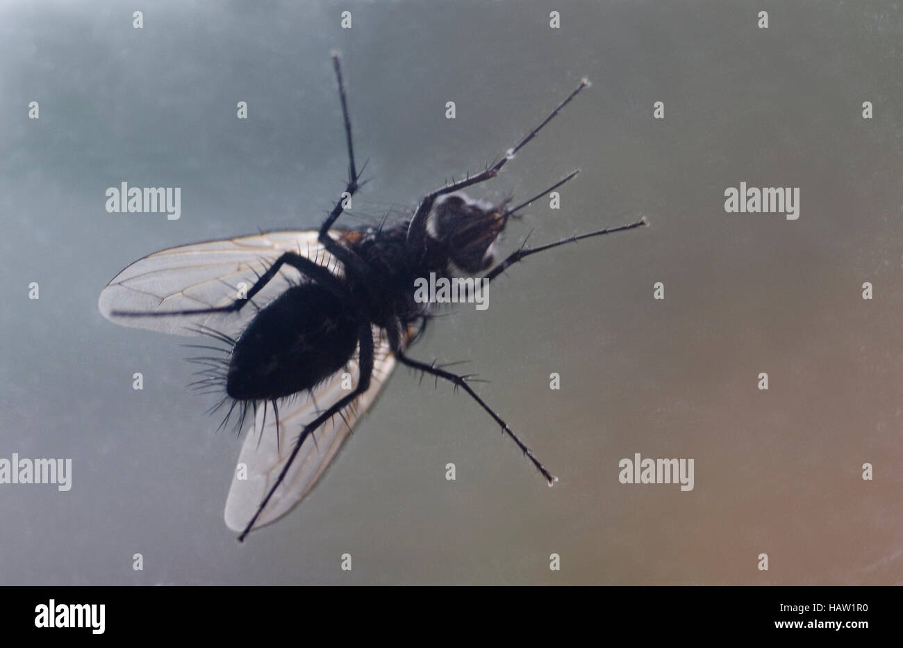 Vista ventral de mosca en la ventana Foto de stock