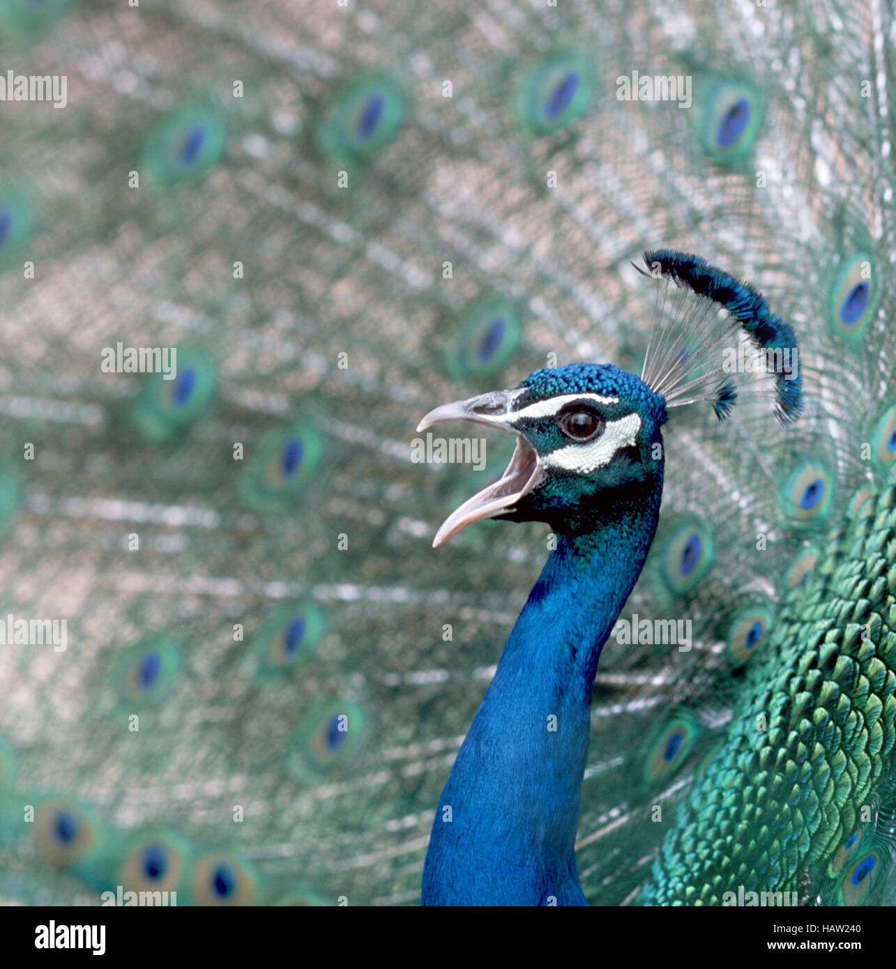 Peacock chillidos Foto de stock