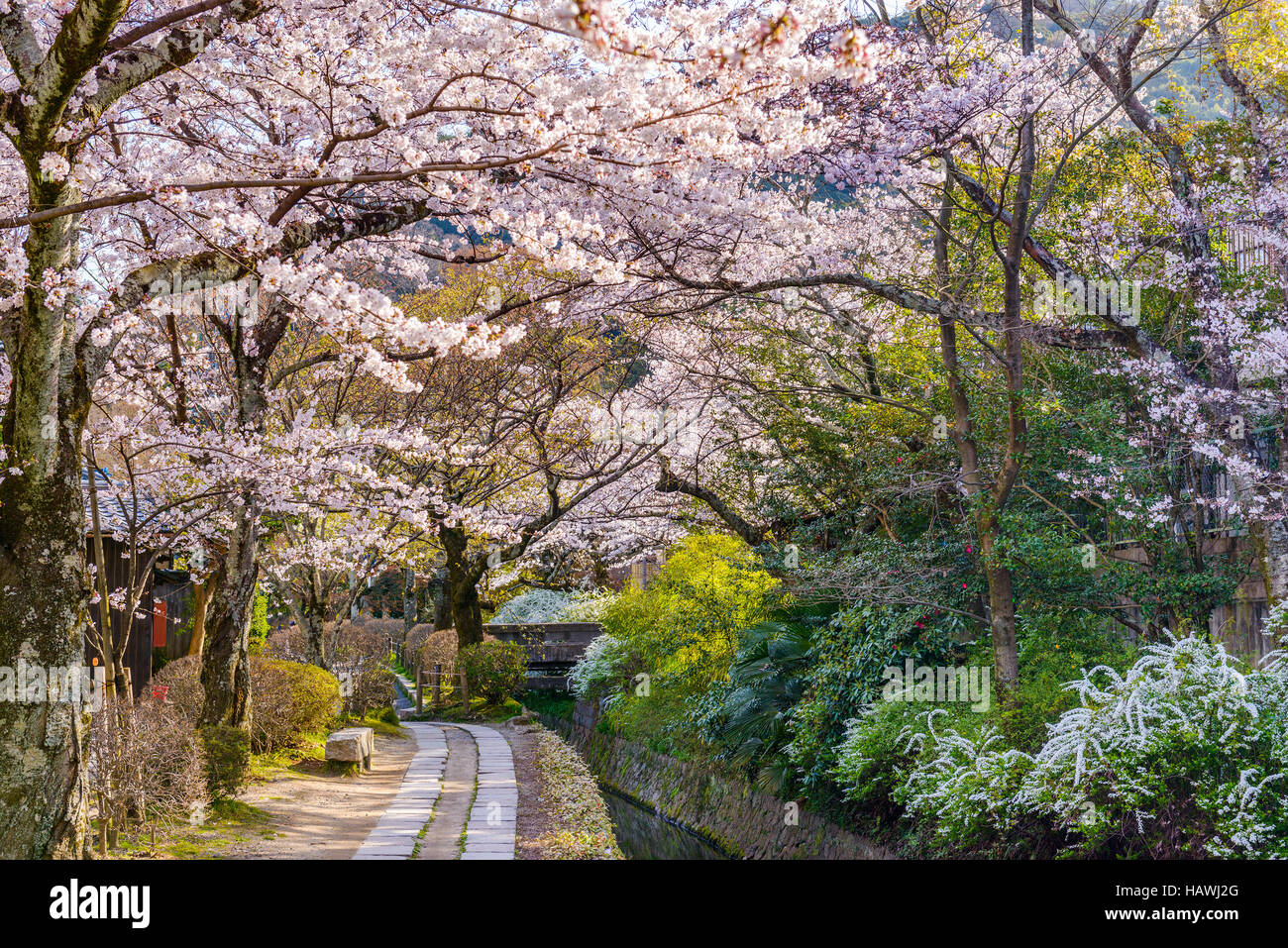Kyoto, Japón, en Philosopher's Walk en la primavera. Foto de stock