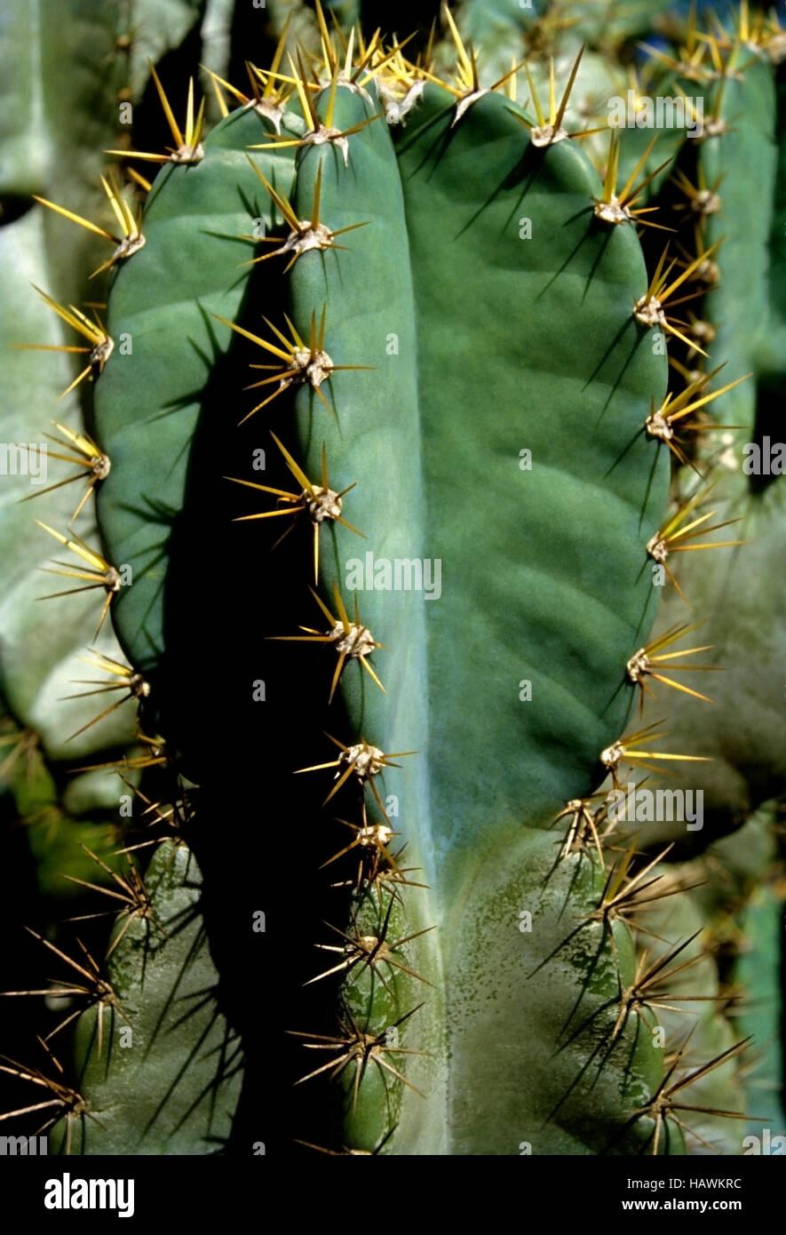 planta de cactus Foto de stock
