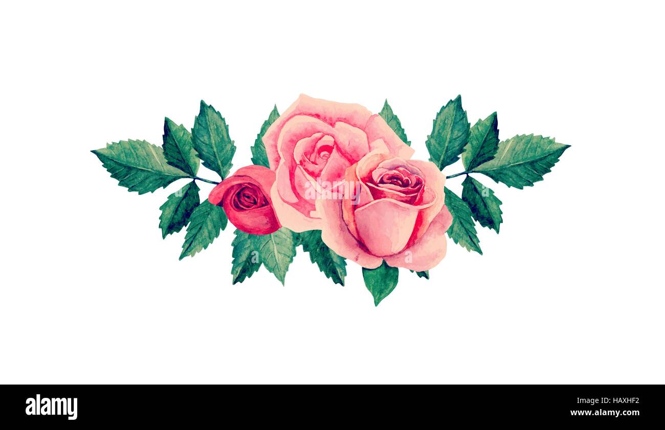 Acuarela rosas vector. Flores rosadas imágenes prediseñadas Imagen Vector  de stock - Alamy