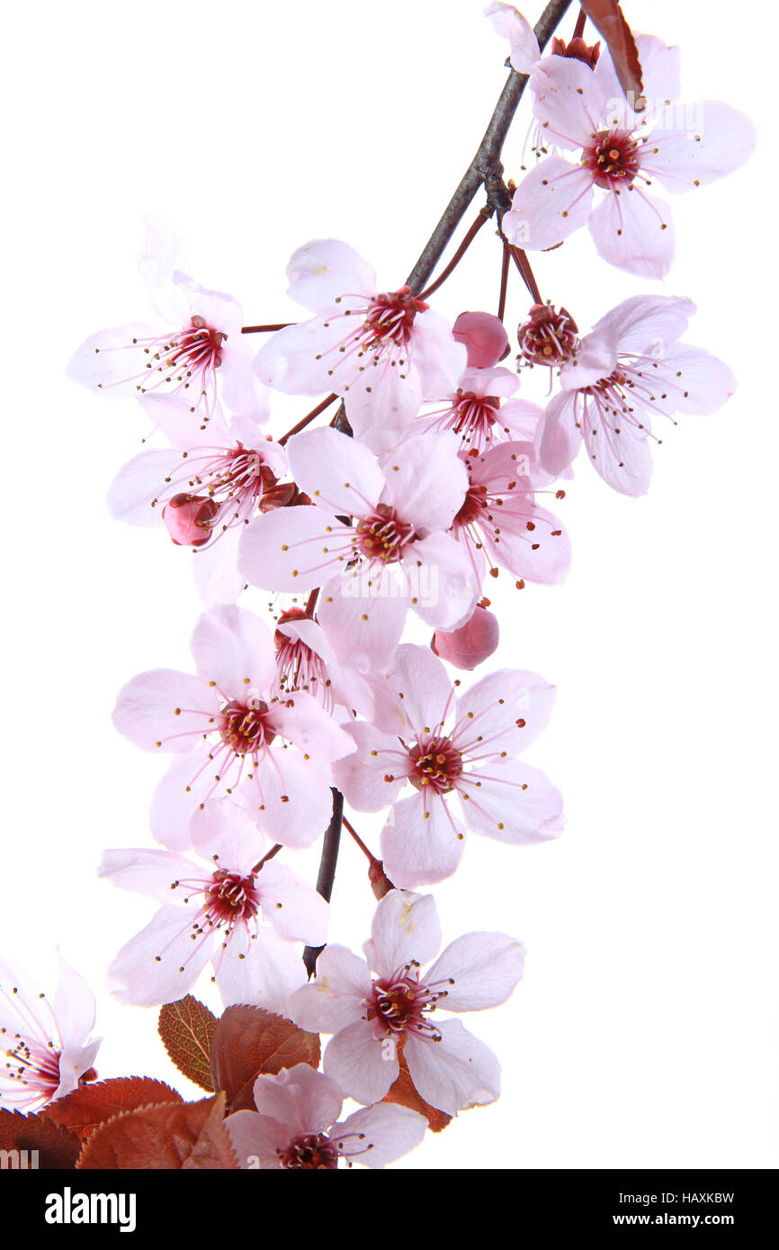 Hoja morado ciruela (Prunus cerasifera) Foto de stock