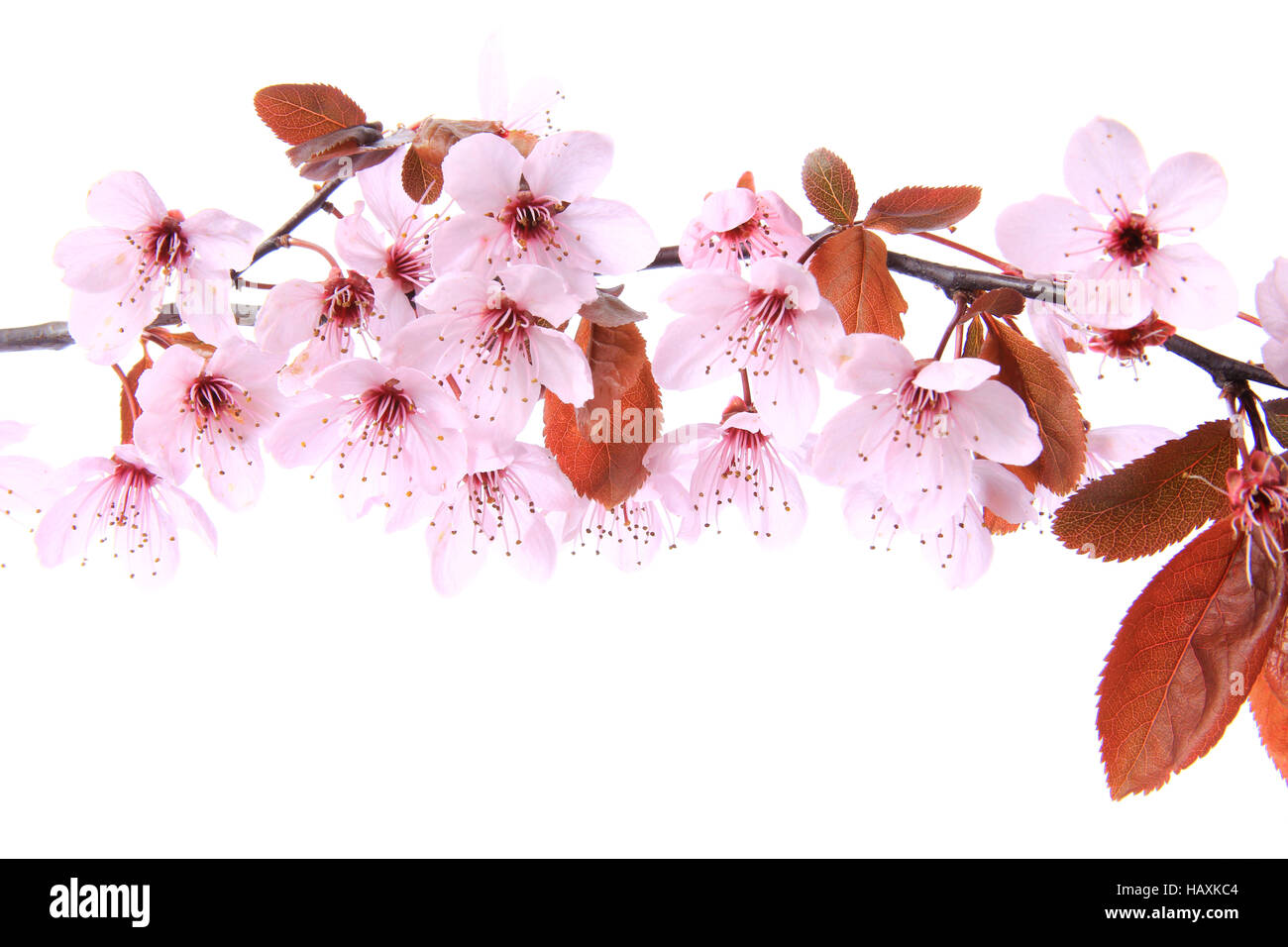 Hoja morado ciruela (Prunus cerasifera) Foto de stock