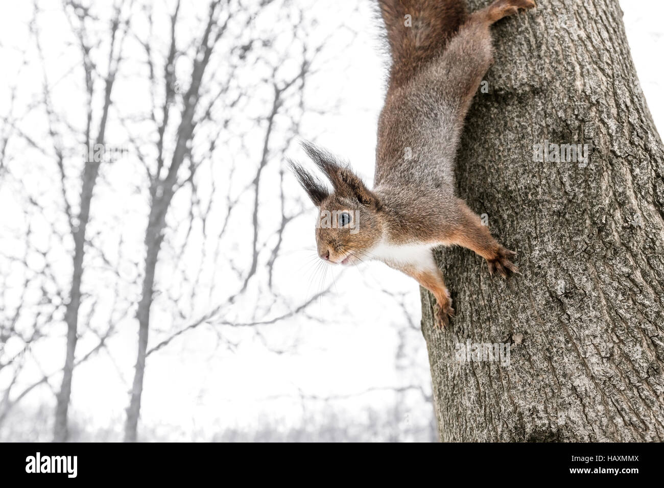 Curiosa ardilla joven sentada sobre el tronco del árbol y busca comida rápida en Winter Park Foto de stock