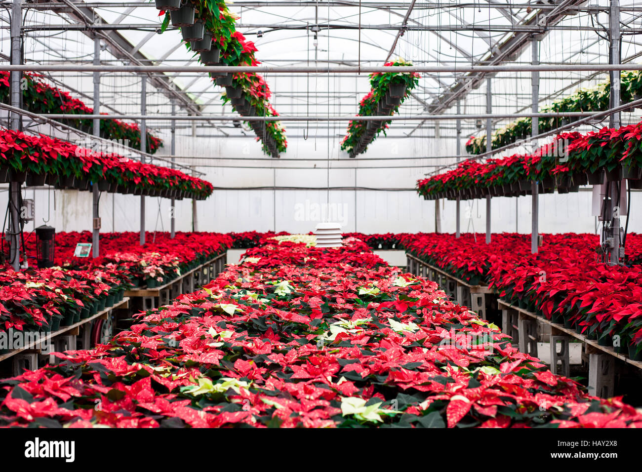 Filas en filas de poinsettia plantas crecen en familia Flores situado justo a las afueras de Santo Tomás en Ontario, Canadá. Indígenas de México, es particularmente Foto de stock