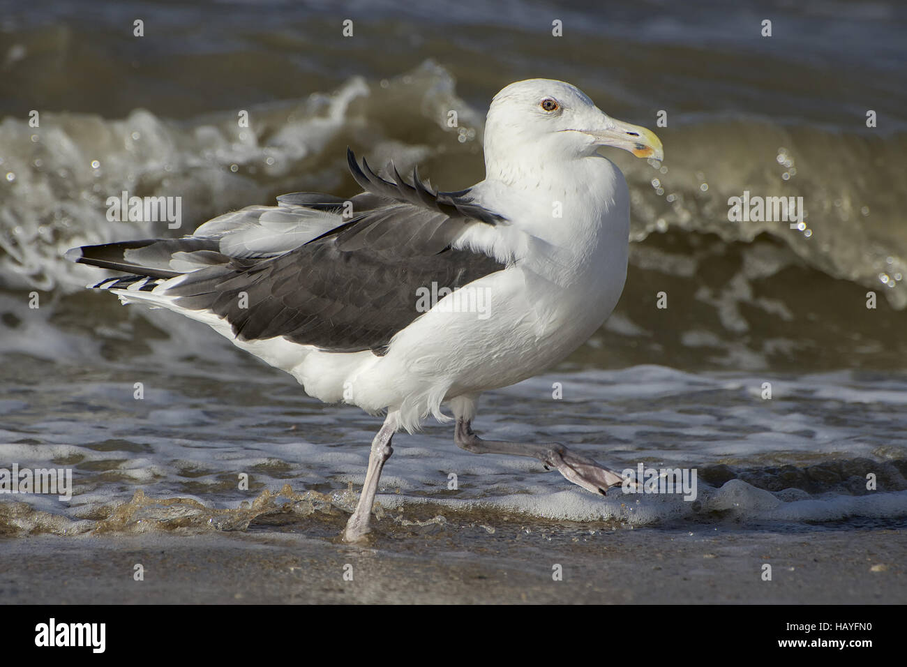 Gaviota Black-Backed Foto de stock